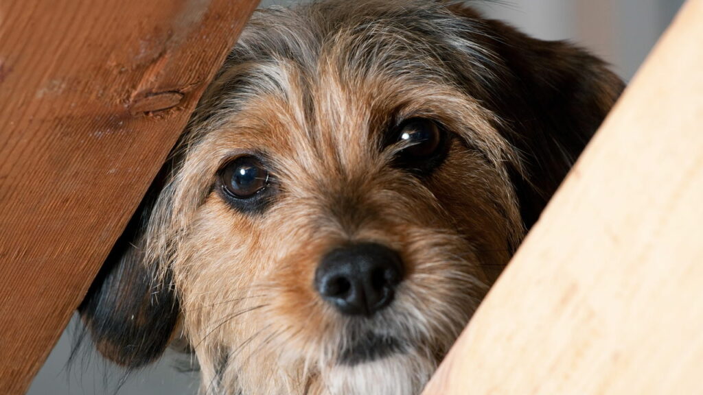 O gesto que faz você se apaixonar por um cão sem perceber