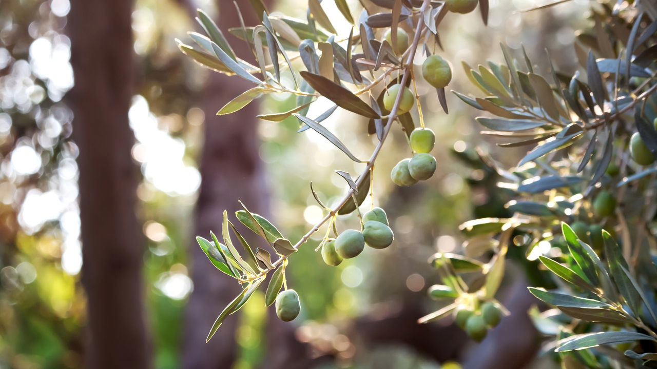 Oliveira com mais de 4 mil anos atravessou impérios e ainda produz azeitonas