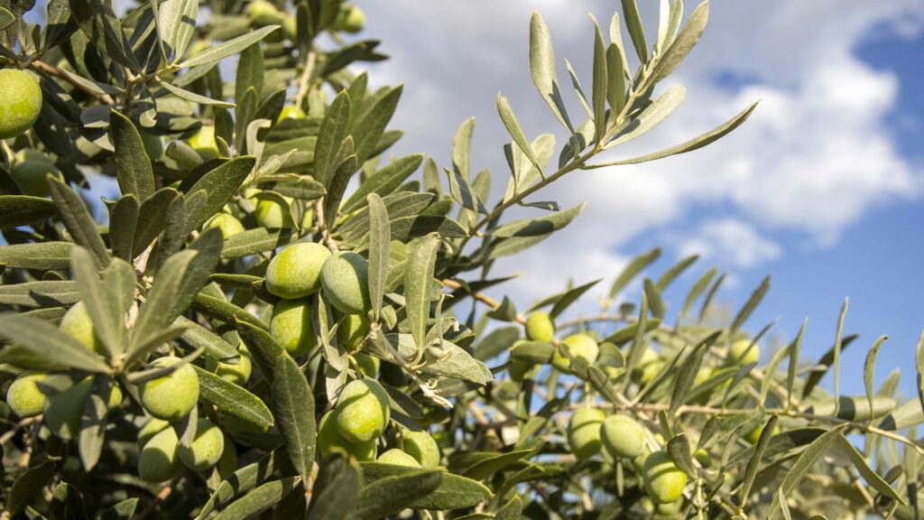 Uma árvore milenar em Creta guarda a chave da força da natureza - Créditos: depositphotos.com / EsinDeniz