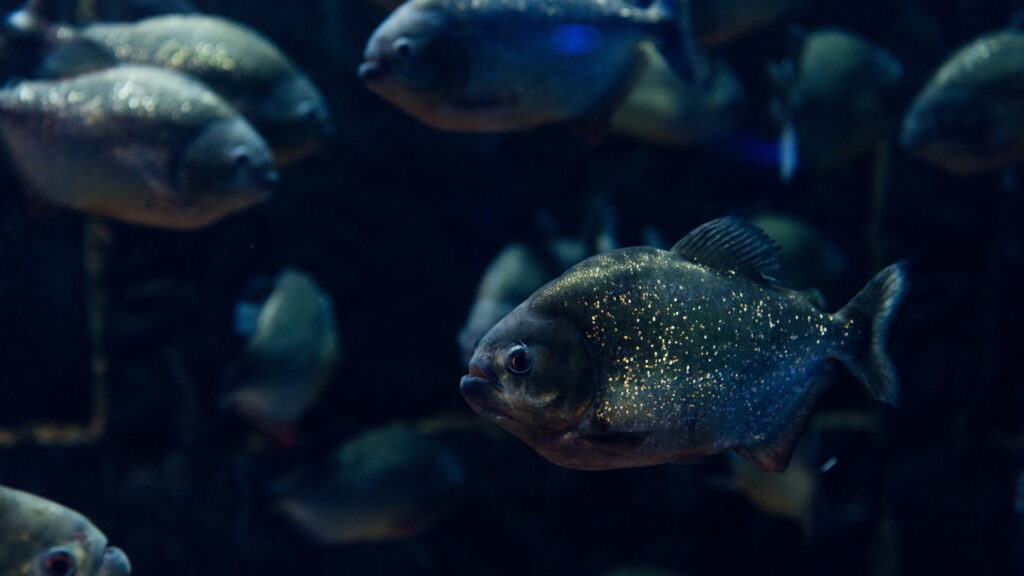 Como certos peixes conseguem sobreviver fora d’água por dias ou até semanas?