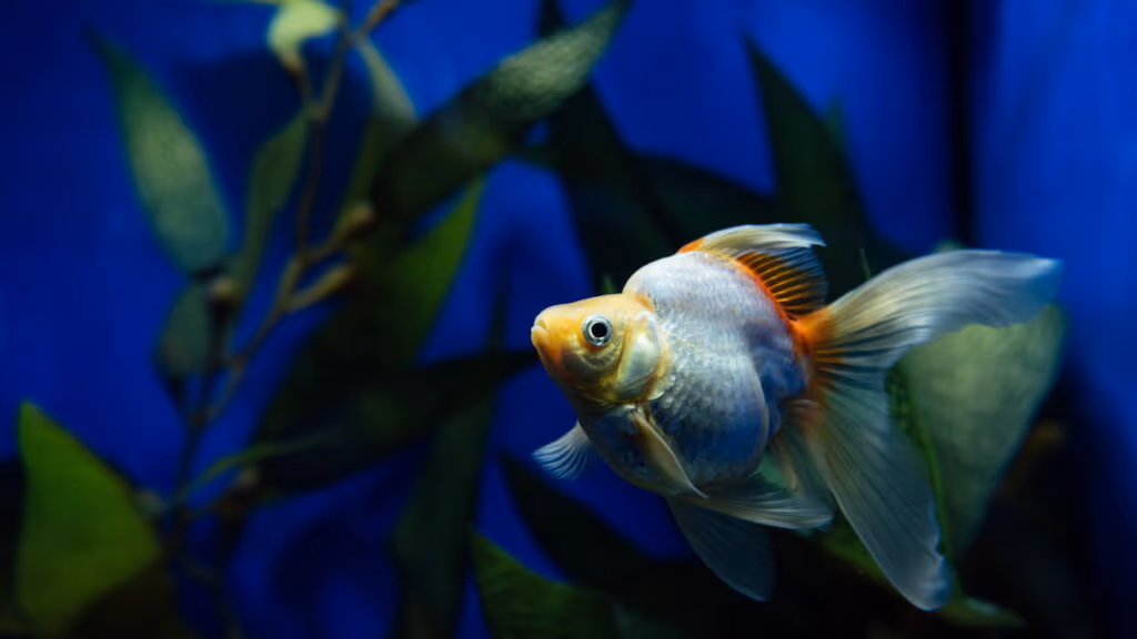 Como certos peixes conseguem sobreviver fora d’água por dias ou até semanas?
