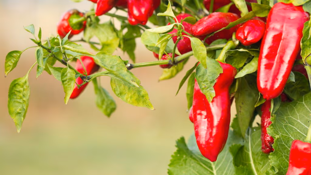O segredo picante e saboroso que fortalece seu coração e cérebro