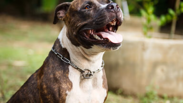 Funcionário da APAE salva idoso e cão de ataque de Pitbull