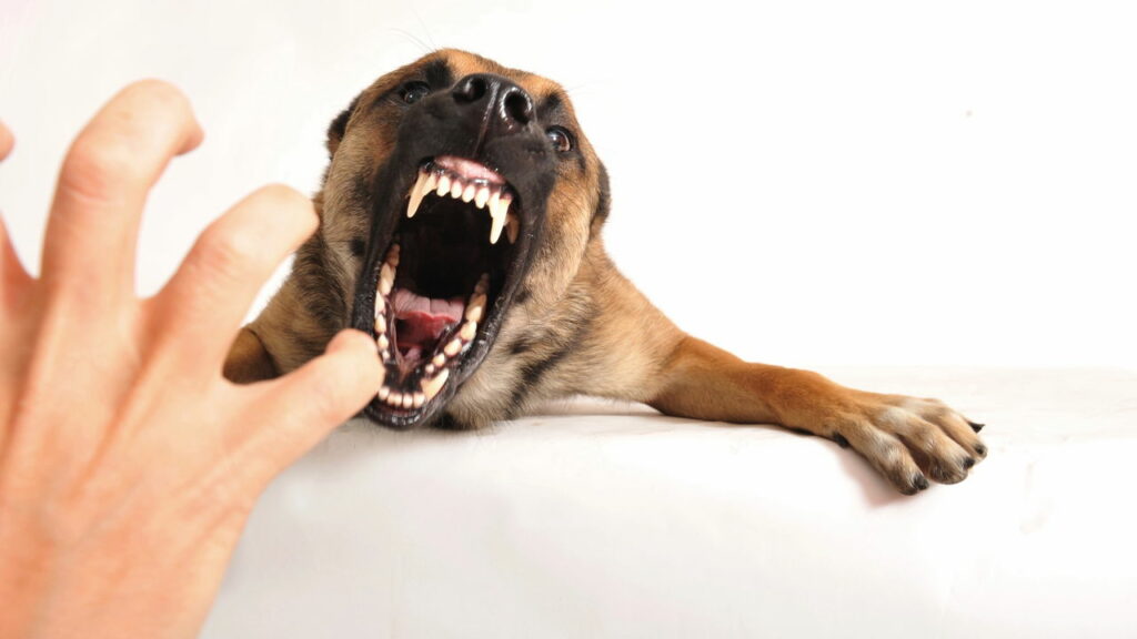 Funcionário da APAE salva idoso e cão de ataque de Pitbull