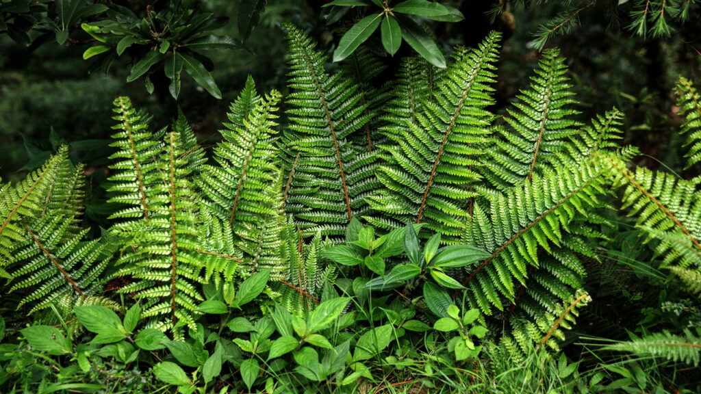 A natureza tem a resposta para o ar poluído das cidades