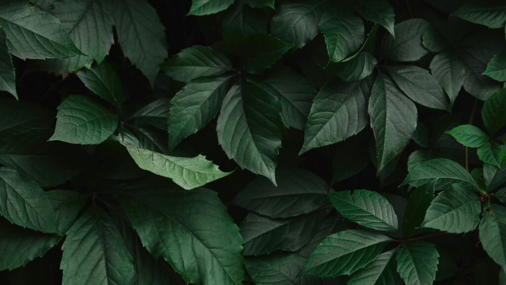 Como as plantas “falam” umas com as outras usando sinais químicos no ar?