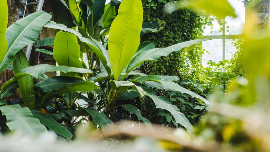 Cientistas descobrem genes que fazem plantas crescerem 2x mais rápido