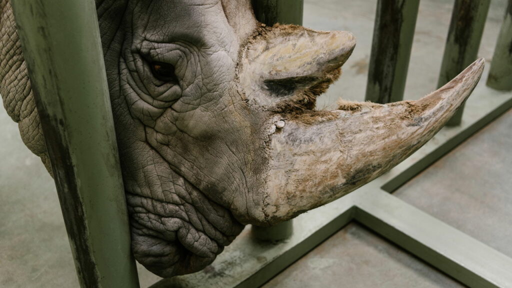 A emocionante luta para evitar a extinção do rinoceronte branco
