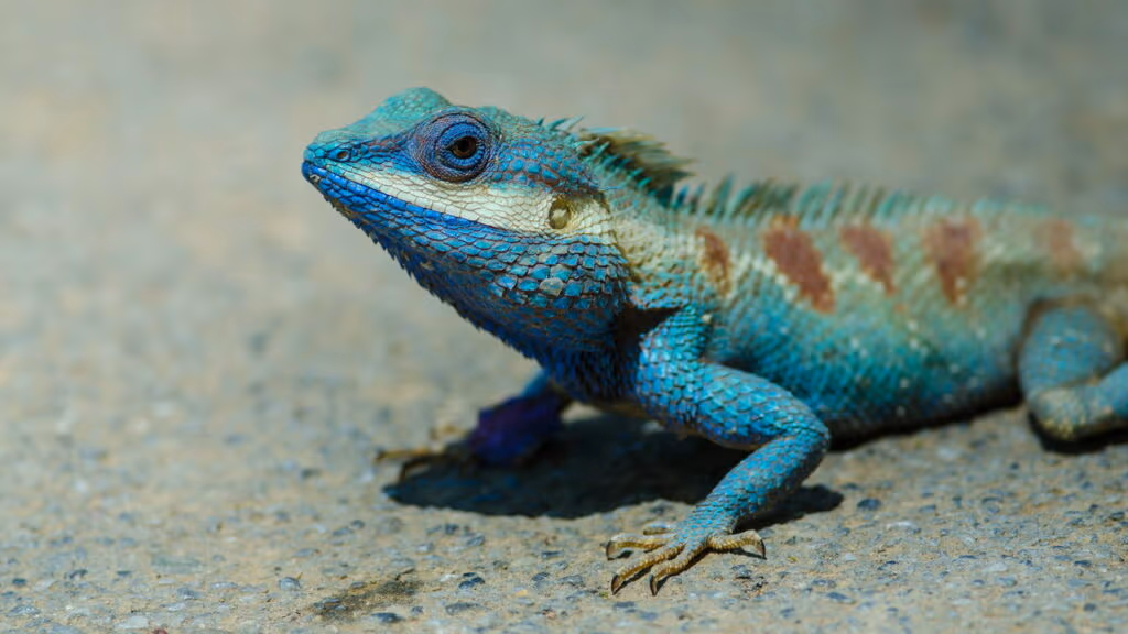 Como o sangue de alguns animais pode ser azul, verde ou até incolor?