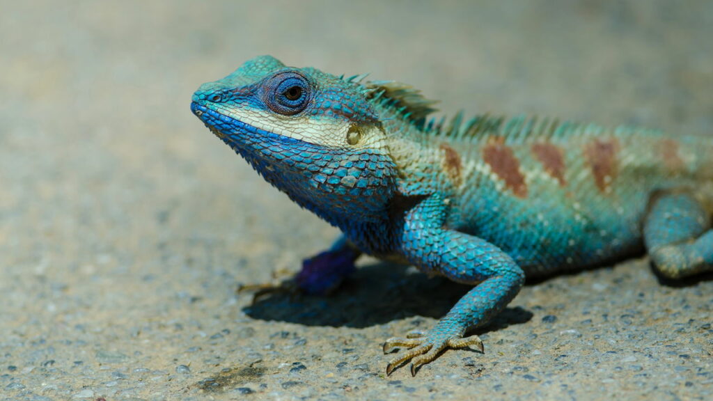 Como o sangue de alguns animais pode ser azul, verde ou até incolor?