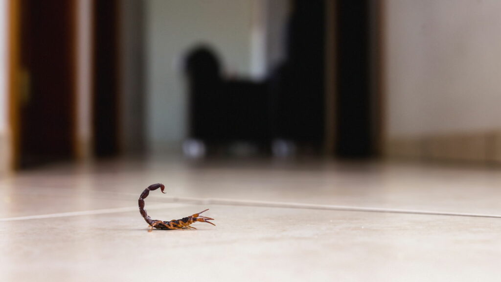 O que aumenta a presença de escorpiões e como agir - Créditos: depositphotos.com / robertohunger