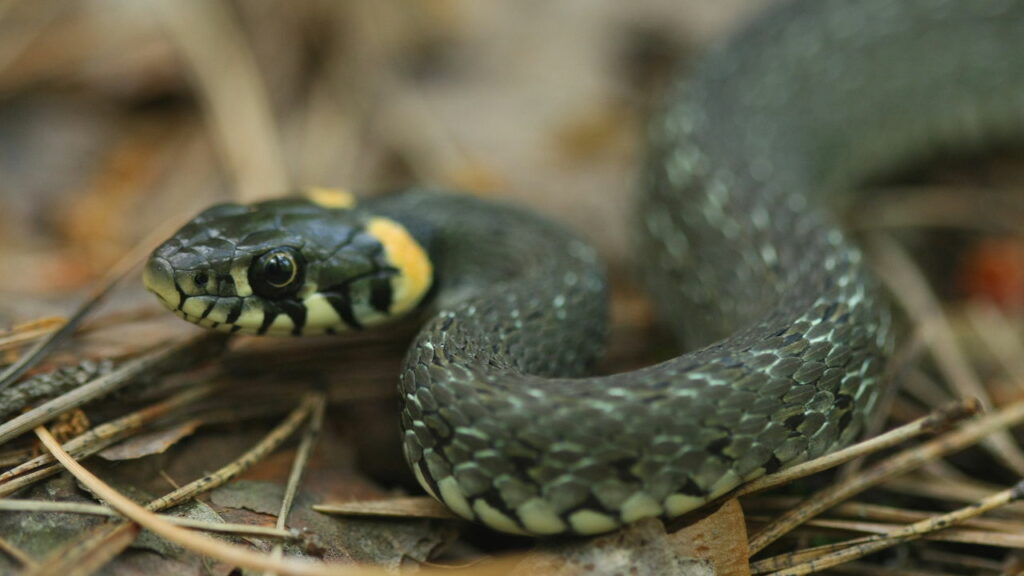 A serpente preta que intriga cientistas em Papua-Nova Guiné - Créditos: depositphotos.com / Mykhailo Bohomaz