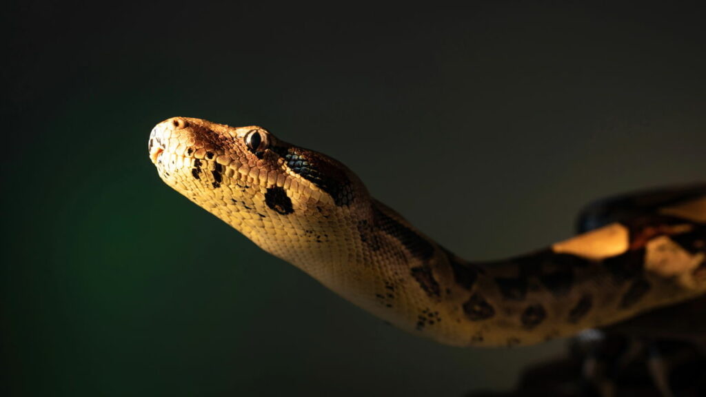 Cientistas descobrem algo surpreendente na urina de cobras