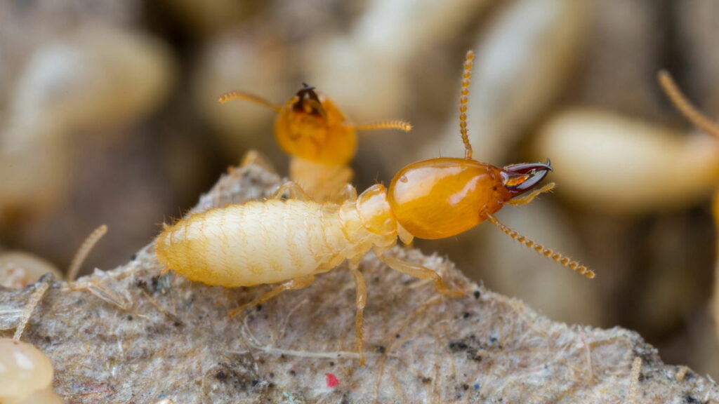 Faça isso se quiser saber se tem cupins na sua casa!