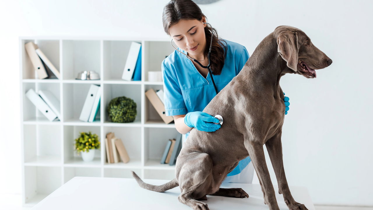 Sete profissões para quem quer trabalhar com animais todos os dias