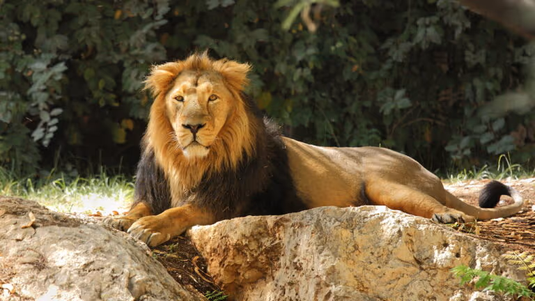Zoológico pede para animais de estimação virarem alimento