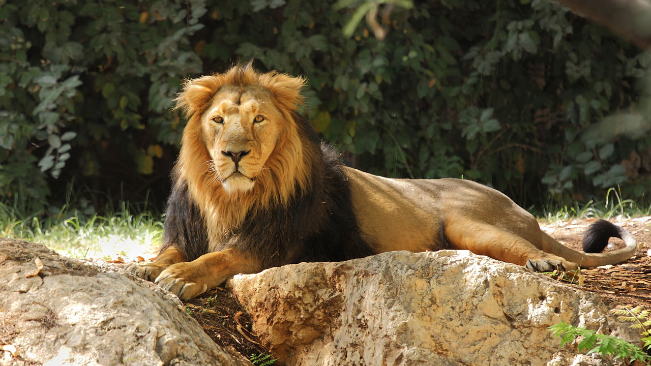 Zoológico pede para animais de estimação virarem alimento