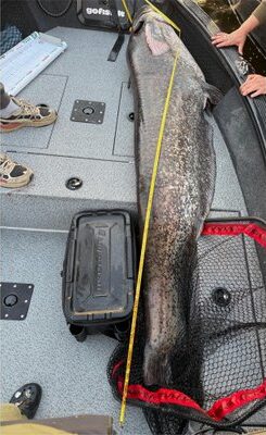 Bagre gigante de mais de 2 metros é capturado por pescadores e aterroriza por sua força