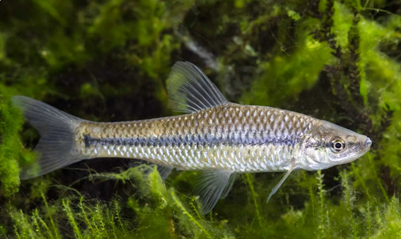 Esvaziamento de barragem liberta para o rio Guadiana o voraz peixe-chinês