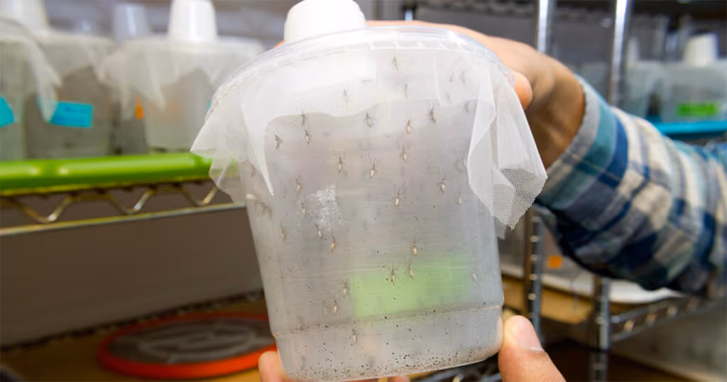 Mosquitos geneticamente modificados bloqueiam transmissão da malária