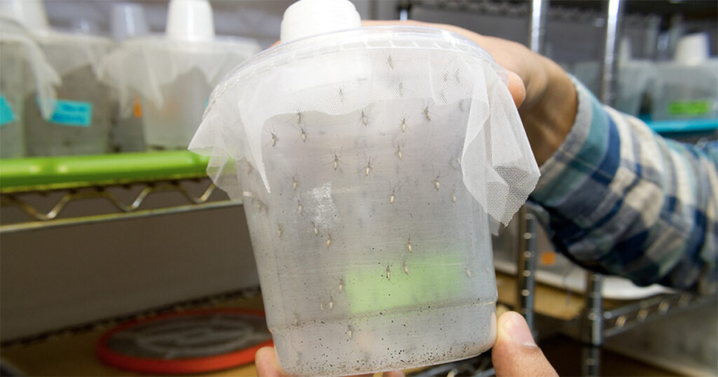 Mosquitos geneticamente modificados bloqueiam transmissão da malária