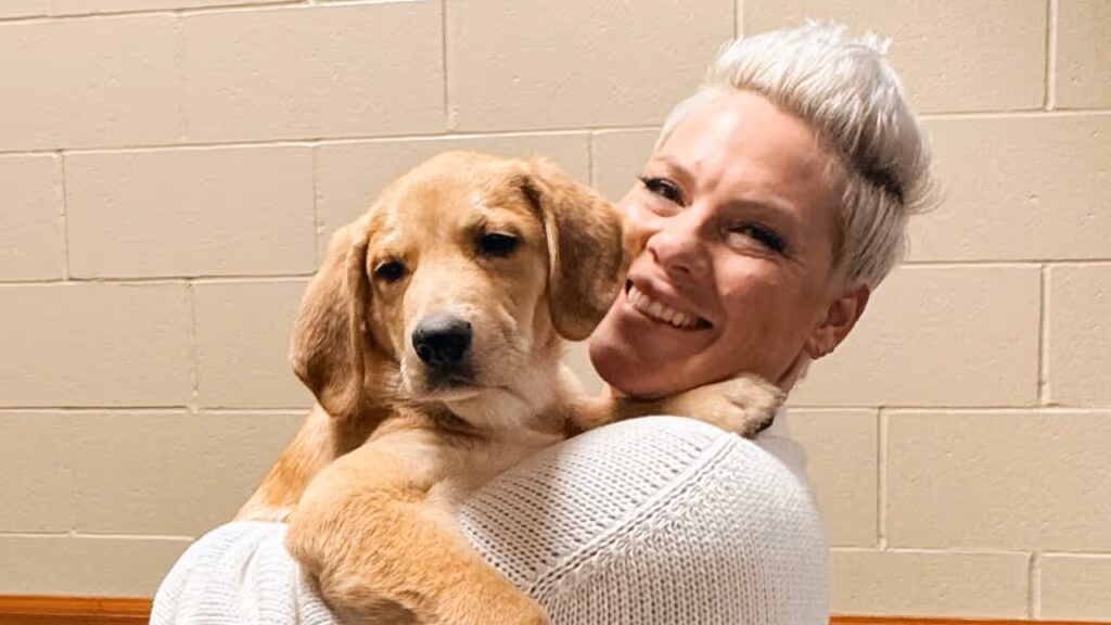 Cantora Pink revela diagnóstico de infecção