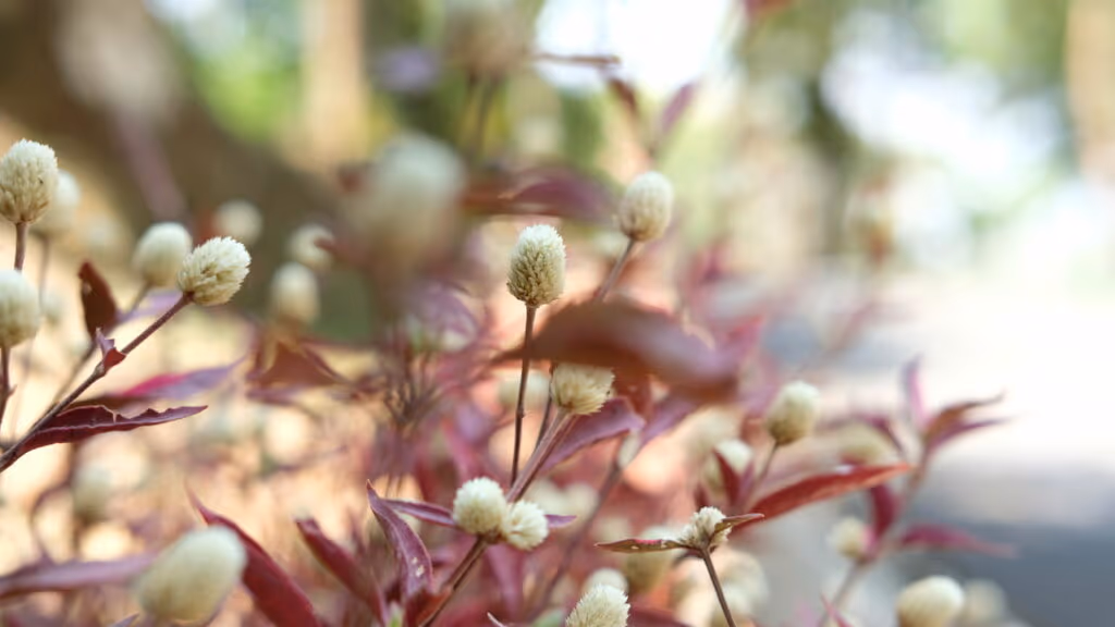 Sua avó estava certa; a cura para muitas doenças está no seu jardim