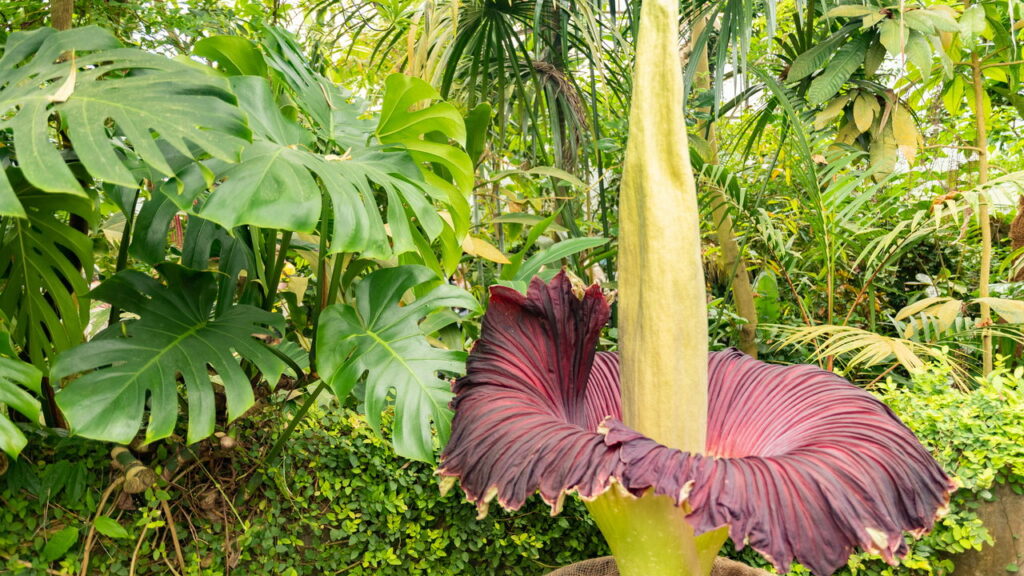O segredo por trás da flor que cheira a morte