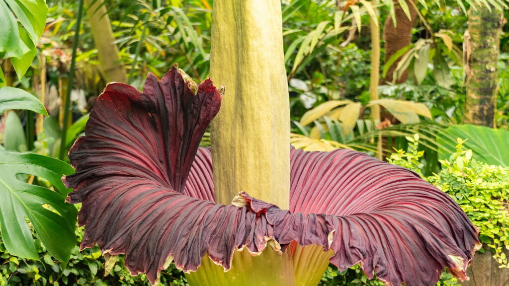 O segredo por trás da flor que cheira a morte