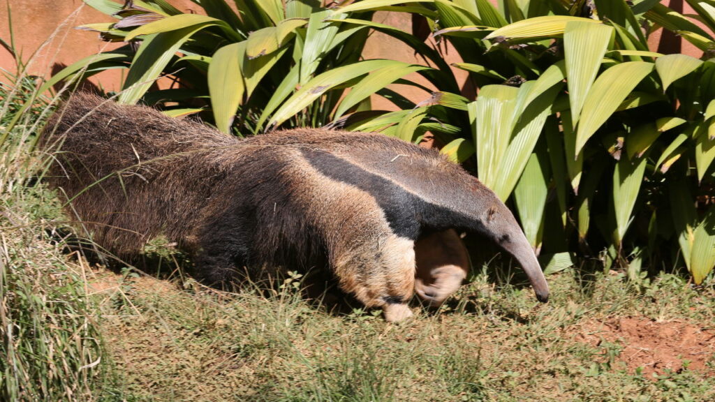 Animais exclusivos do Brasil revelam segredos da natureza