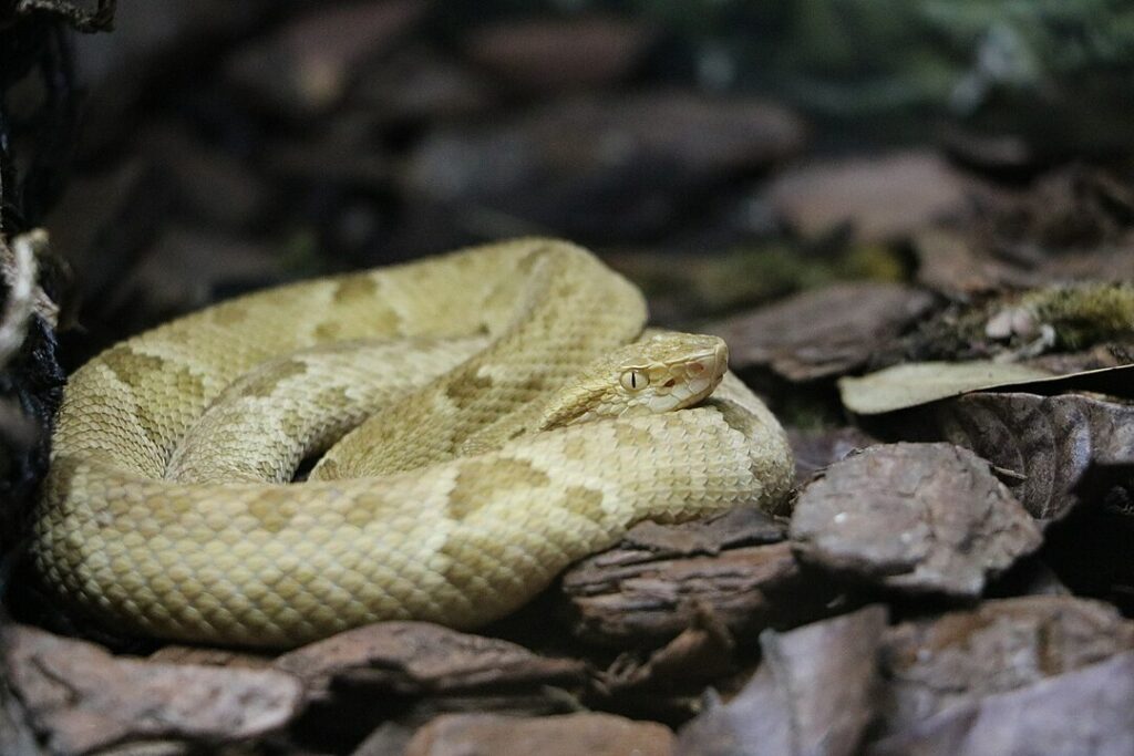 Animais exclusivos do Brasil revelam segredos da natureza
