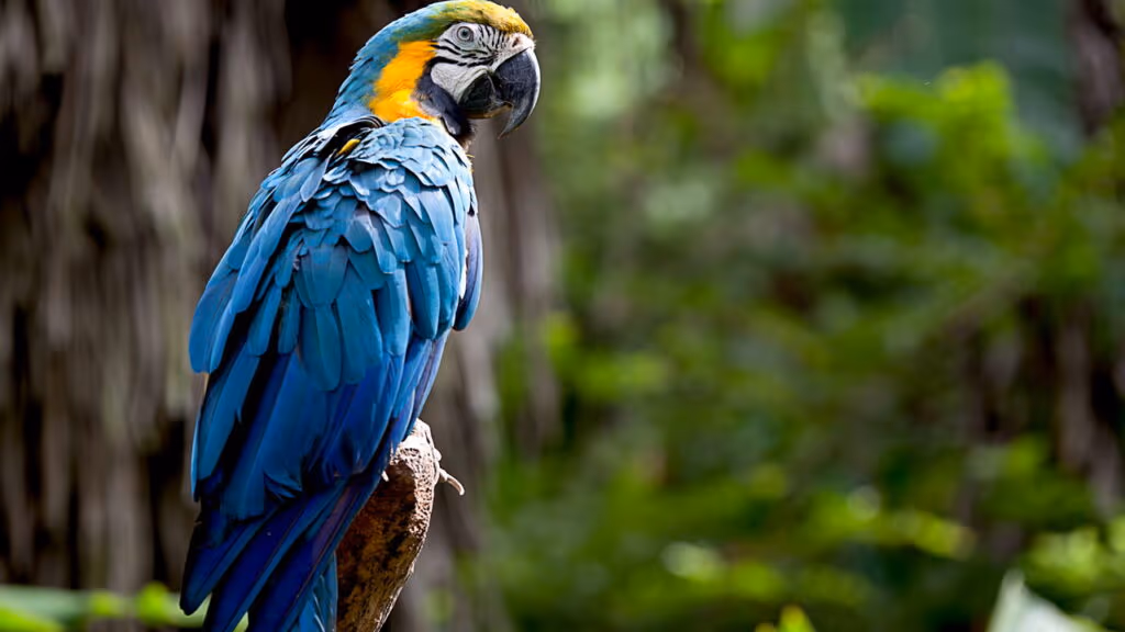 Um tucano, duas araras-canindé e a lua a caminho do Pantanal