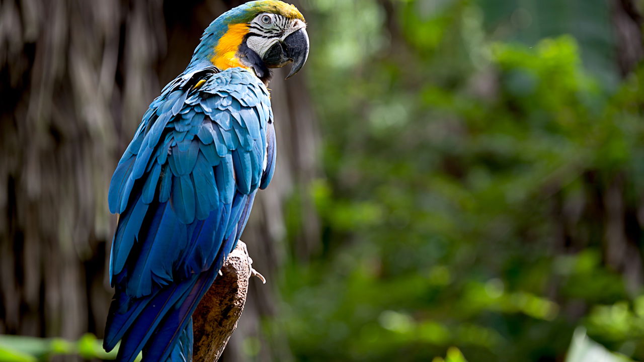 Arara-Canindé surpreende ao abrir coco e beber água