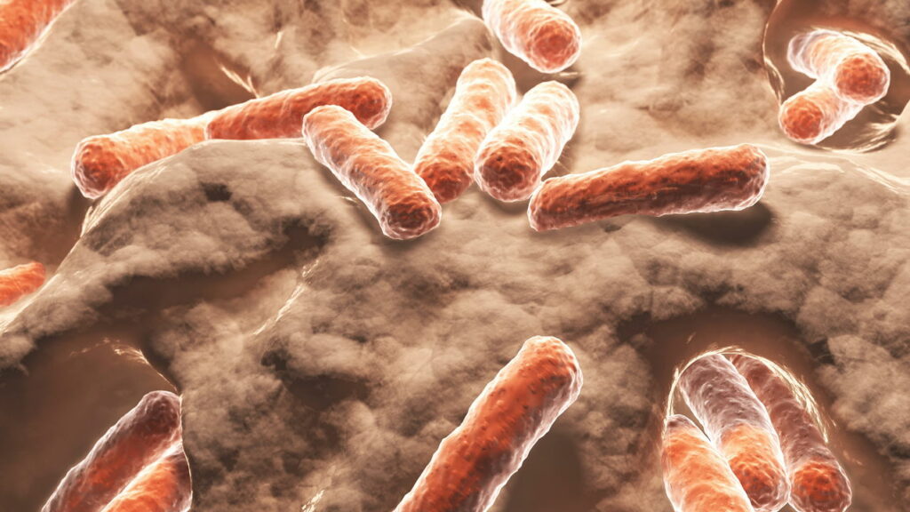 Bactéria em manteiga de 130 anos é descoberta em porão na Dinamarca