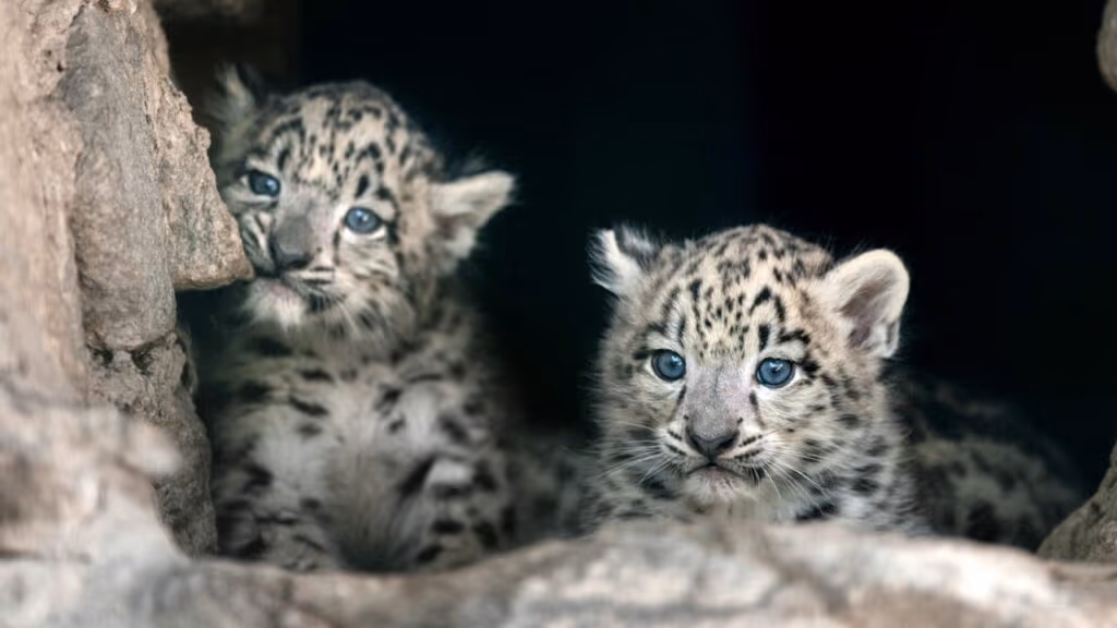 Batizado! Raro filhote de leopardo-das-neves ganha nome