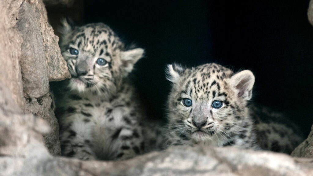 Batizado! Raro filhote de leopardo-das-neves ganha nome
