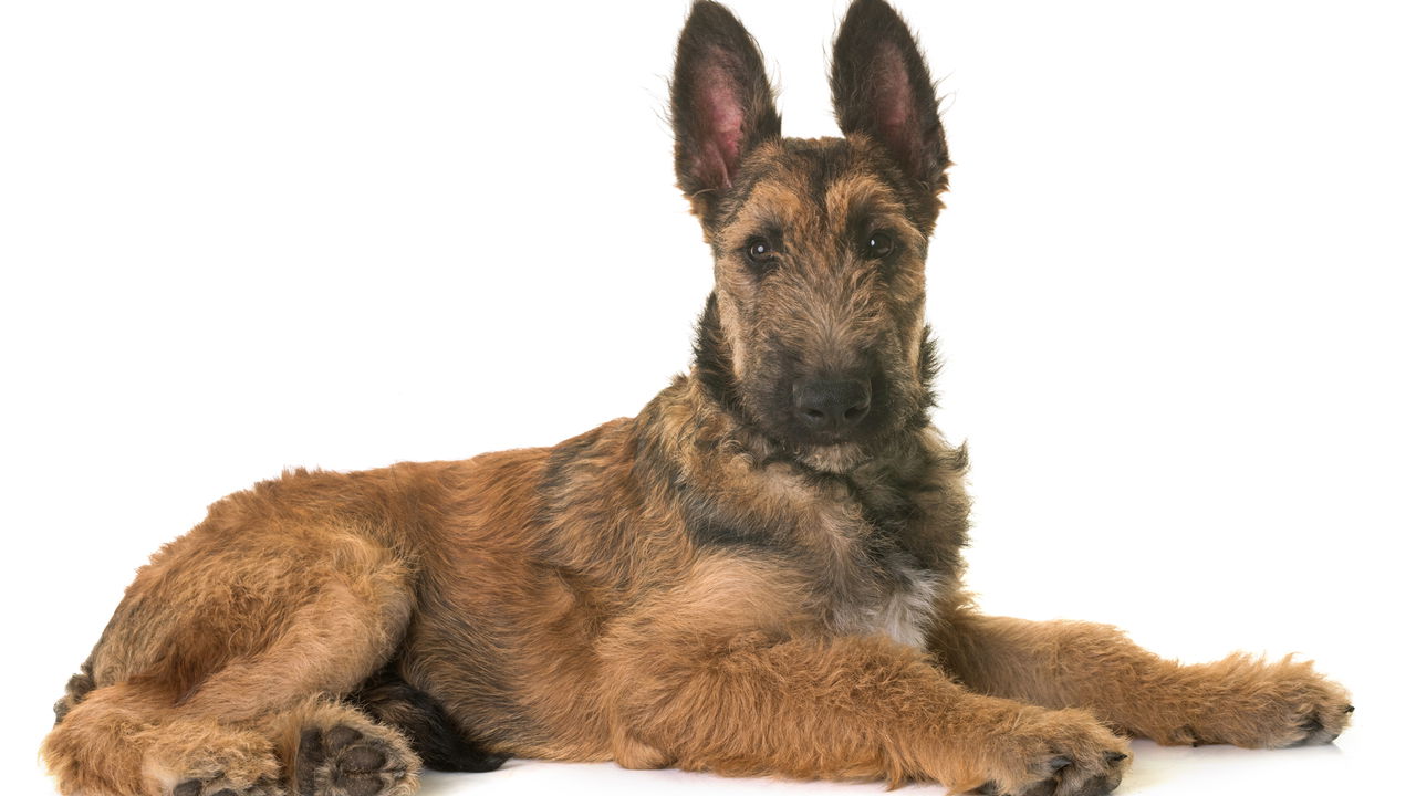 Essa raça de cachorro está lentamente sumindo e só tem 1.000 filhotes restantes