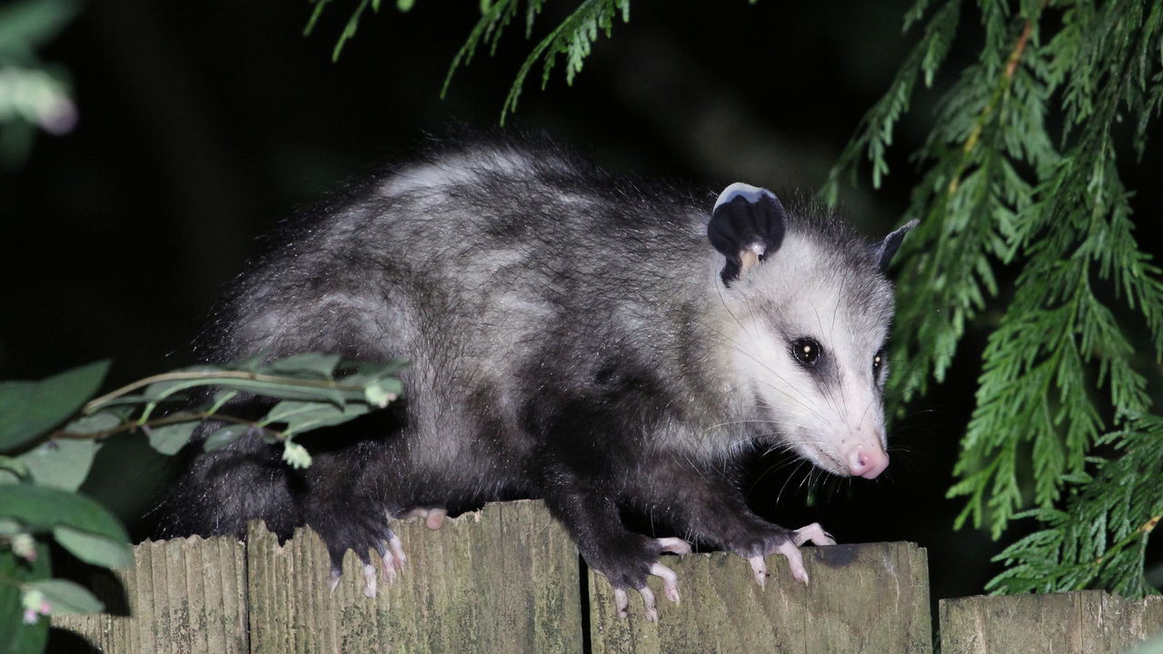 Biólogo encontra mamãe gambá com vários filhotinhos dentro da bolsa