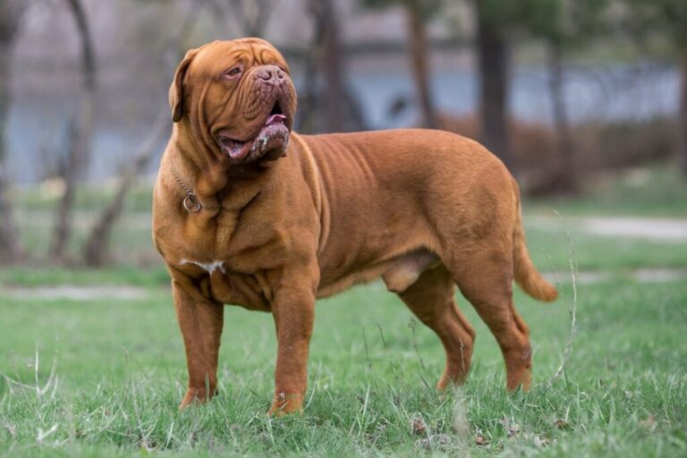 7 raças de cachorro francesas 