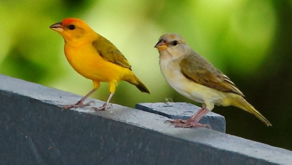 As 3 espécies de canários mais impressionantes que vivem no Brasil