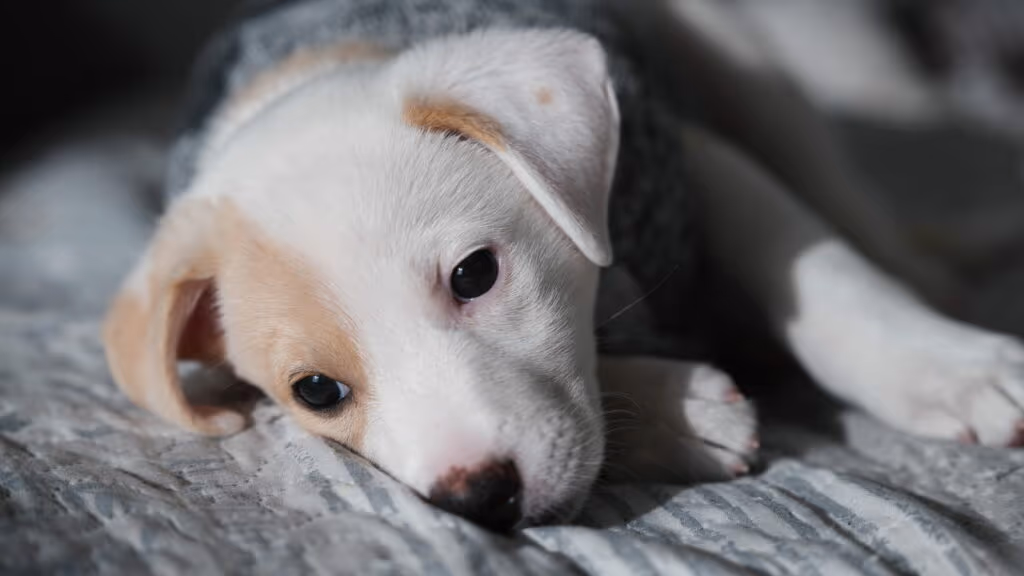 Cãozinho idoso volta a enxergar após cirurgia de catarata e reação emociona tutores
