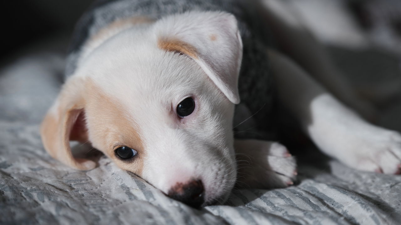 Cãozinho idoso volta a enxergar após cirurgia de catarata e reação emociona tutores