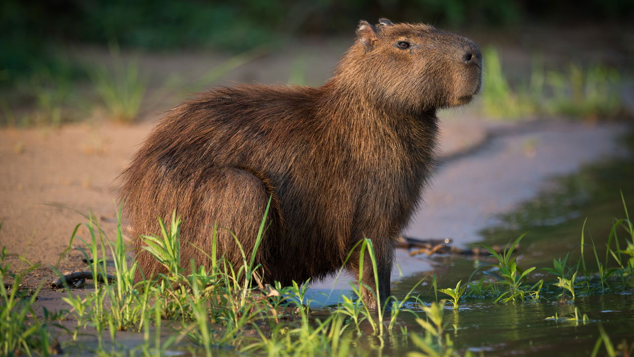 Capivara escapa de virar janta de onça-pintada e vídeo impressiona