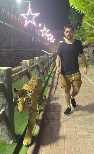João Silva, filho de Faustão, aparece caminhando com tigre na coleira