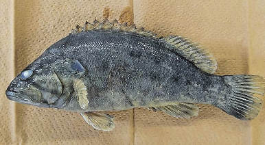 A presença de um peixe carnívoro invasor foi confirmada, marcando o segundo caso no país