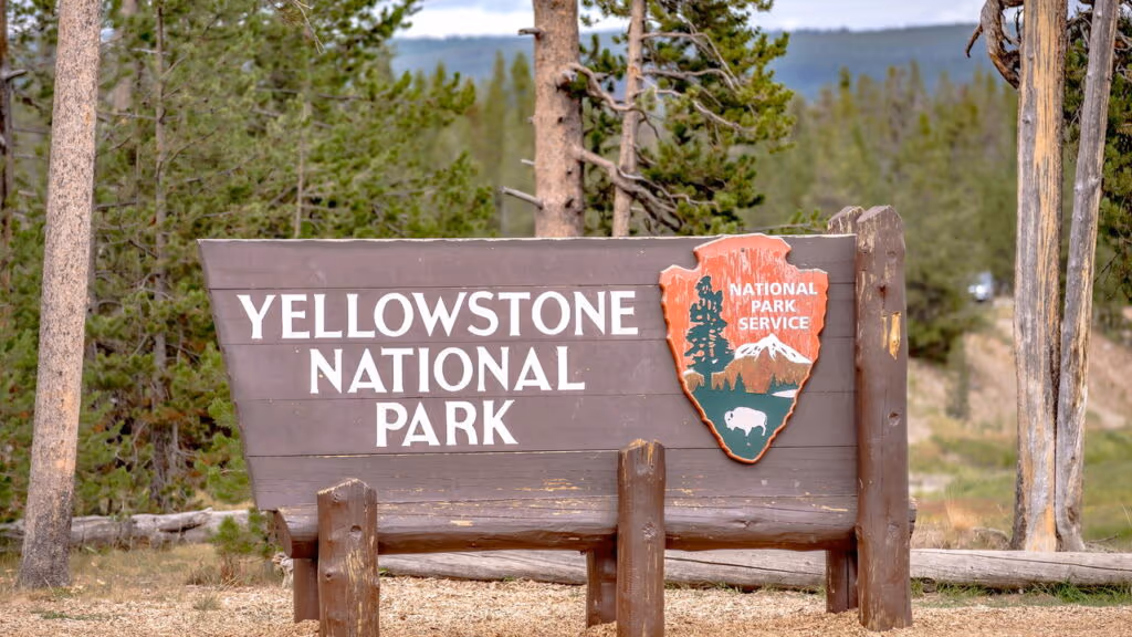 Cientistas se emocionam com surgimento de lobos e árvores em Yellowstone após 80 anos
