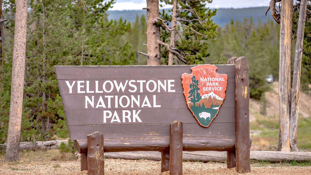 Cientistas se emocionam com surgimento de lobos e árvores em Yellowstone após 80 anos