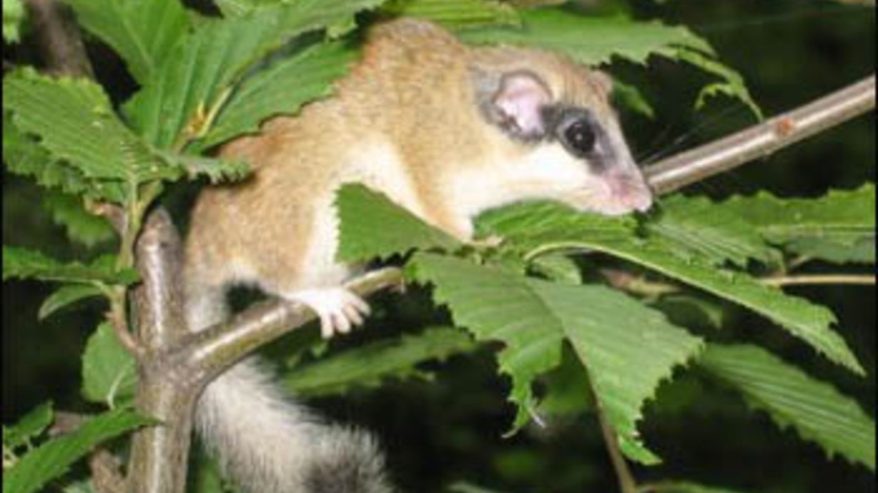 Um dos animais mais raros foi avistado