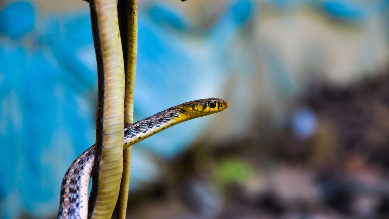 É isso que acontece com o sangue quando alguém leva uma picada de cobra