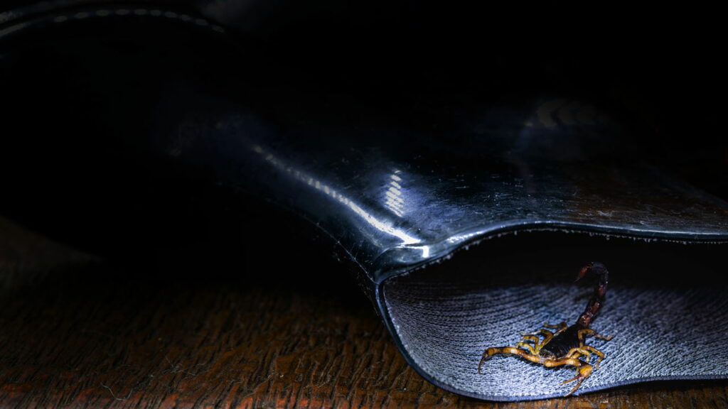 Como saber se tem escorpiões amarelos dentro de casa e como evitar